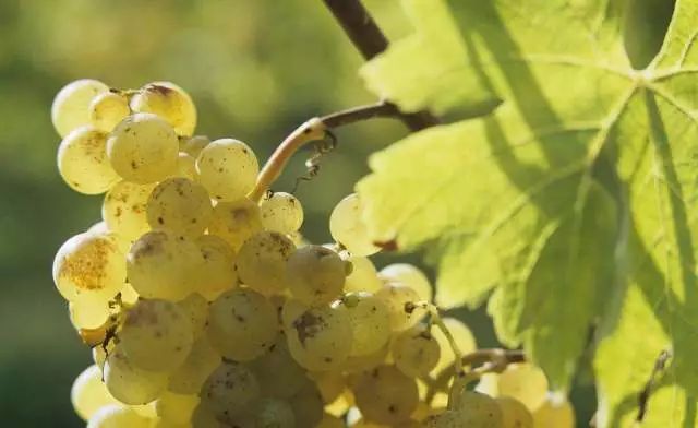 15722425272963.jpeg fd887f43710243d8af5e41d1c434ffbd.jpeg