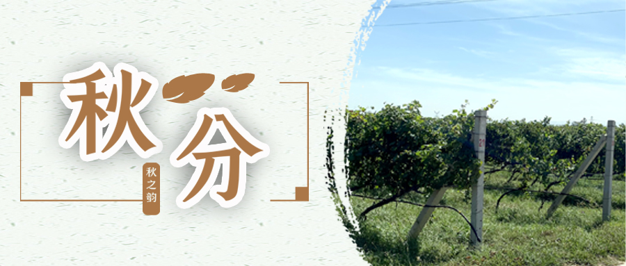秋分 ▎秋分載萬物，葡園話豐收