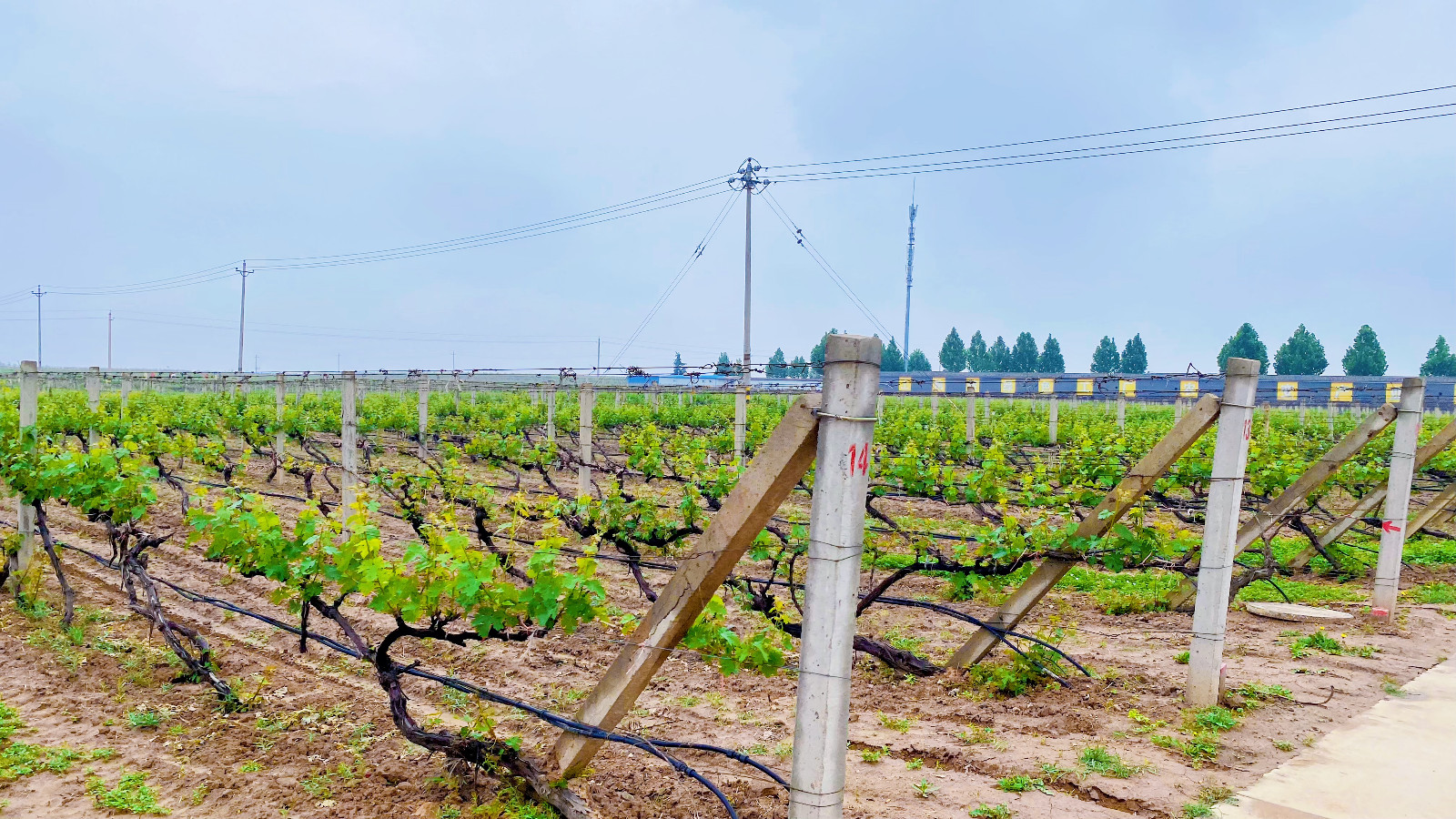 16833377089210.jpg 微信圖片_20230504101413.jpg